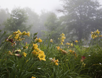 Foggy Morning Lilies