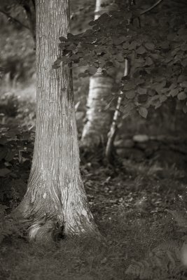 Cedar by Birch and Wall