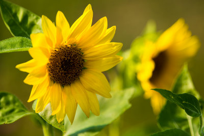 First Sunflower Pair 2012