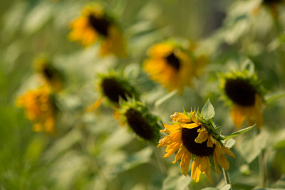 Mob of Sunflowers