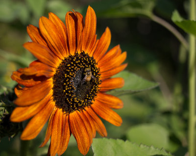 Orange Sunflower with Visitor