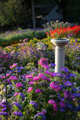 Dahlias Near Sundial