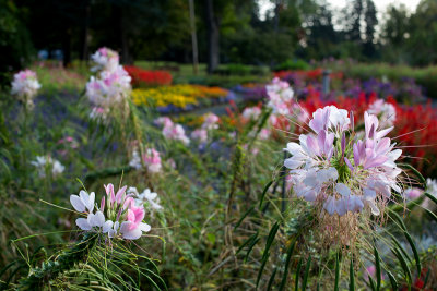 Garden Behind Cleome Blossom