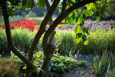 Garden Behind Magnolia Tree