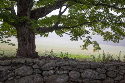 Tree and Stone Wall by Black House Lawn