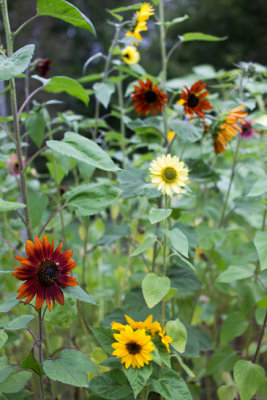 Sunflower Variety #1