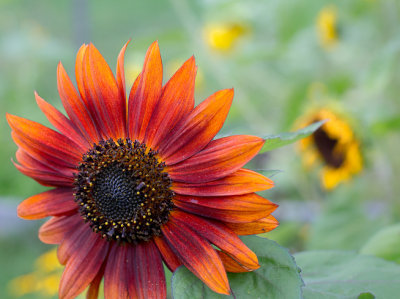 Orange Sunflower Close-up #2