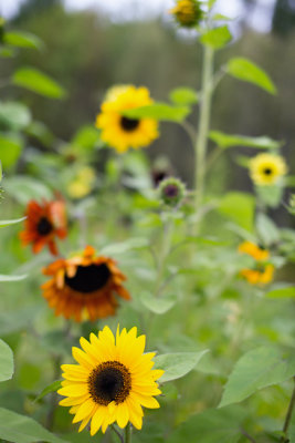 Sunflower Variety #2