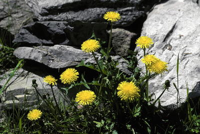 Dandelion Grouping with Rocks