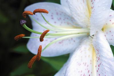 Oriental Lily Profile