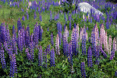 Lupines and Rock