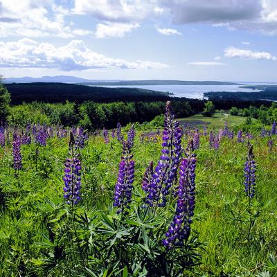 Lupines over Blue Hill Bay