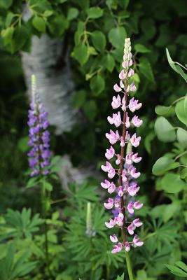 Lupines by the Birch