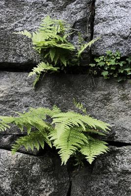 Ferns and Clover in Stone Wall
