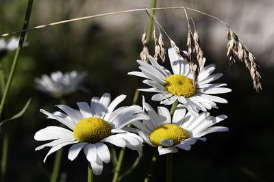 Daisies and Grass