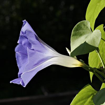 Morning Glory Profile #2