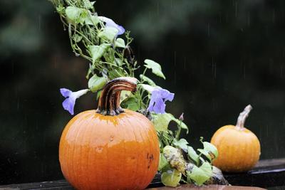 Pumpkins and Morning Glories in the Rain