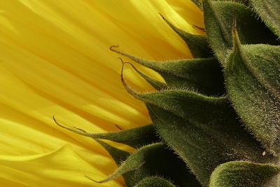 Sunflower Profile Close Up