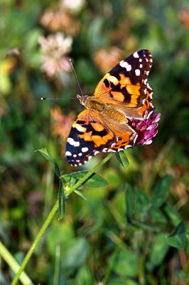 Painted Lady on Clover
