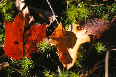 Fallen Leaves on Moss