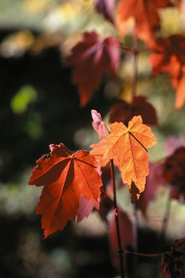Autumn Leaf Pair