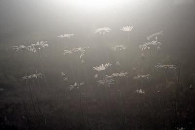 Daisies in Late Day Fog