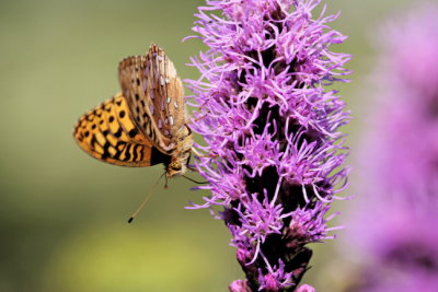 Great Spangled Fritillary Butterfly (Speyeria cybele) on Liatris, Profile
