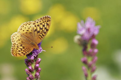 Great Spangled Fritillary Butterfly (Speyeria cybele) on Liatris by coreopsis