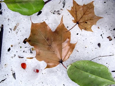 Leaves on Snow #3