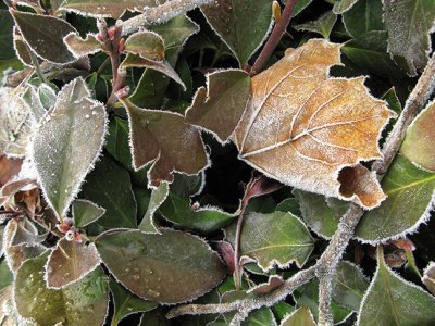 Frosted Maple Leaf in Hedge