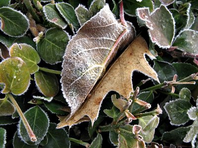 Frosted Leaf Pair in Hedge