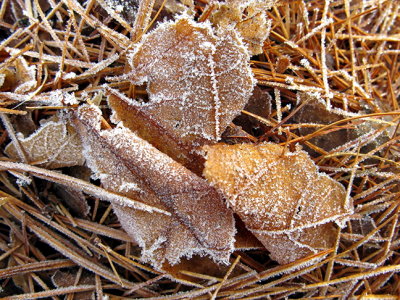 Frosted Leaves in PIne Needles #3