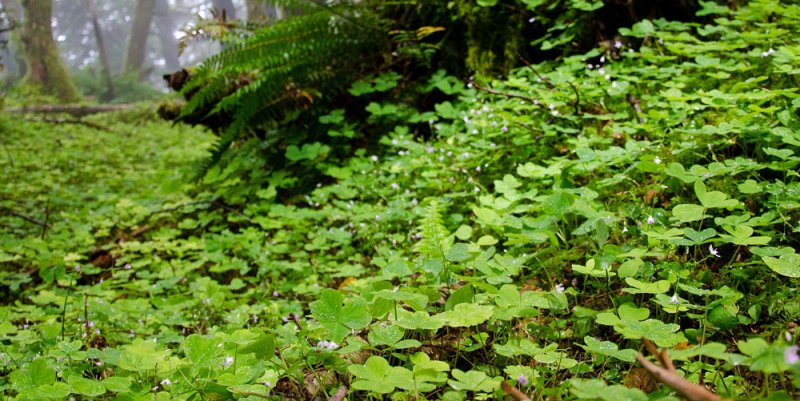 Oxalis carpet