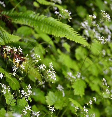 Ferns and flowers