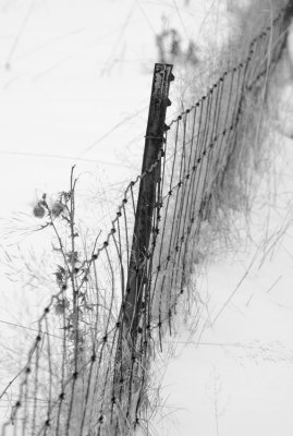 fence and thistle 