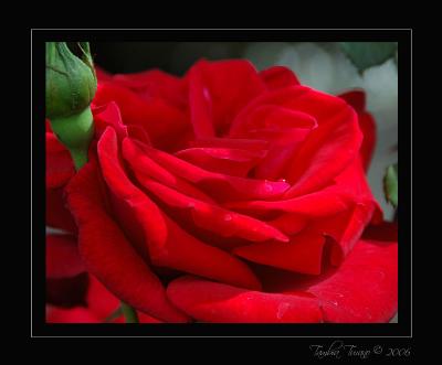 Red Velvet Rose