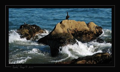 Cormorant on the Rocks
