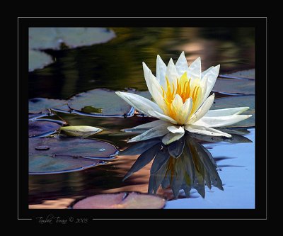 Reflections of a Lily