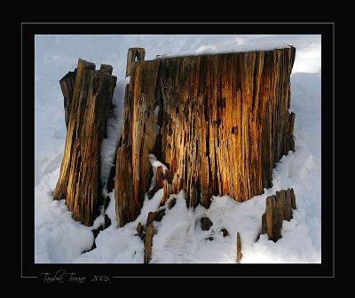 Stump in snow