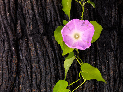 Morning Glory On Lava