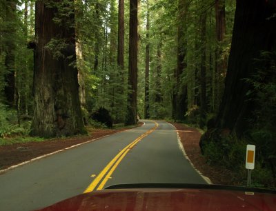 REDWOODS