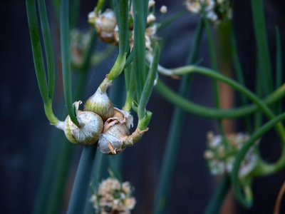 Walking Onions