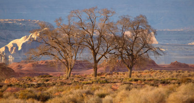 Elms in the Desert