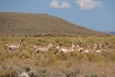 What Makes Pronghorn Happy?