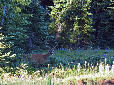 Velvet in the Woods