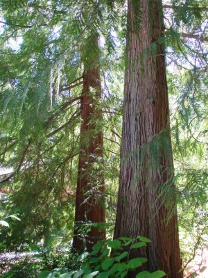 A few of the gorgeous cedars,