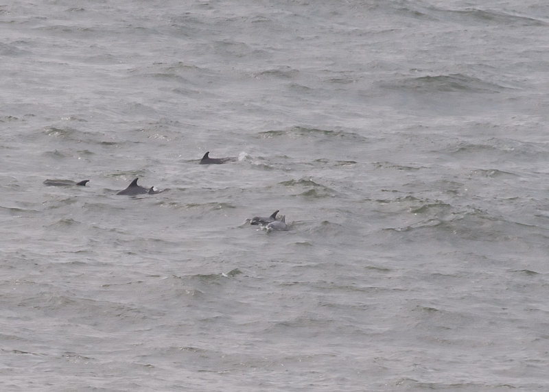 Dolphins from our balcony