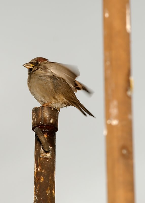 Bird