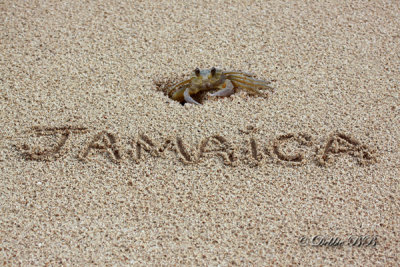 Jamiacan Sand Crab 02