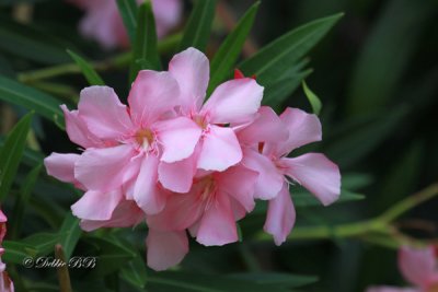 Pink Oleander 